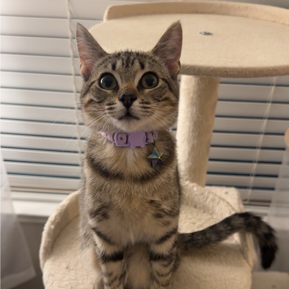 Meet your Posher, Jacquelyn - Picture 1 of 1